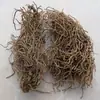 Cuatro Baldosas, Cuatro Hojas, Cuatro Hojas de Asarum, Venta al por Mayor y Entrega de Wan Gendan