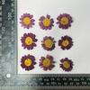 Margarita Flor Seca Grabada Venta al por Mayor Flor Grabada Decoración de Cara Espécimen de Planta de Hoja Real Jardín de Niños Familia Hecho a Mano