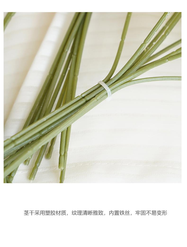 西西里9头扎束球菊_13.jpg