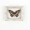 Mariposa Ojo de Esmeralda Azul Mariposa Real Imán para Refrigerador Espécimen Marco de Fotos Terminado Regalo de Gama Alta Pintura Decorativa