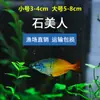Decoraciones para Acuario para Pez Ángel, Guppy, Pez Betta, Peces Tropicales y Peces Guppy, Suministro Directo del Mercado de Peces