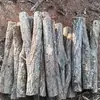 Troncos de Árbol de Champaña, Corteza de Árbol, Madera a la Deriva, Mascotas Reptiles, Plantas Acuáticas, Paisajismo con Troncos de Árbol de Lluvia del Bosque, Raíces de Azalea, Plataforma para Tomar el Sol de Tortugas