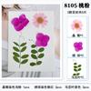 Flor seca en relieve, venta al por mayor, muestra de planta, marco de fotos de flores, marcapáginas, pegamento, carcasa de teléfono móvil, maquillaje facial DIY, material de flores reales