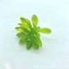 Uma Variedade de Fabricantes Atacado Flores de Plantas Simuladas, Plantas Verdes Simuladas, Plantas Aquáticas de Plástico, Acessórios de Flores Falsas, Acessórios de Materiais de Flores Simuladas