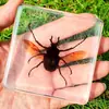 Especímenes reales de insectos en resina de ámbar, un regalo para niños de preescolar y primaria, una decoración de mesa transparente y un artículo de manualidad