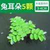 Paisajismo para Tanque de Tortugas, Plantas Verdes para Tanque de Tortugas, Plantas Acuáticas, Lechuga de Agua en Cultivo de Agua, Especial para Eliminar el Amarilleamiento, Desodorizar y Purificar el Agua para el Cuidado de Tortugas