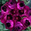 Plántulas de Rosa Gypsophila Ultra Finas, Plántulas de Rosas Florecientes, Florales de Maceta de Cuatro Estaciones, Plantas Trepadoras, Rosales y Plantas Verdes