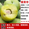 Dropshipping Árboles Jóvenes de Ciruela Azucarada Abeja Extragrande Ciruela Crujiente sin Hueso Plántulas de Fruta Semillas En Maceta Plantación en Suelo en el Sur y el Norte