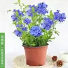 Plántulas de Flores en Maceta Copo de Nieve Azul Florecen en Todas las Estaciones, Plantas Trepadoras Ornamentales para Jardín de Balcón, Resistentes al Calor y Fáciles de Cuidar, Copos de Nieve Blancos