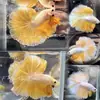 [En Stock] Pez de Lucha Tailandés Tamaño Grande 5.5+ Importado de Medio Mes Peces Tropicales Peces Ornamentales Vivos Venta al por Mayor