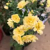 Rosa-de-madeira, uma planta trepadeira perene com flores brancas, vermelhas e amarelas, é adequada para paredes de treliça e jardins.. É uma videira resistente e resistente à geada que pode ser cultivada em vasos e é uma escolha popular para plantas floríferas ornamentais.