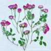 Multi-cabeça Rosa Flor Seca Em Relevo Espécime de Planta Natural Gotas de Gel Feito à Mão DIY Beleza Maquiagem Material de Unha Pintura Em Relevo