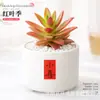 Plantas Suculentas de Interior, Cactos Pequenos em Vasos, Flores, Plantas Verdes, Escritório, Jardim de Infância, Mesa, Suculentas Tipo Cacto
