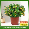 Orquídea Colgante Pez Dorado en Maceta para Todas las Estaciones, Flor Pez Dorado Planta Ornamental para Interior de Sala de Estar, Poto Perenne para Todas las Estaciones