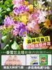 Los bulbos de fresia son fáciles de cultivar y florecen durante todo el año.. Los bulbos grandes de fresia de doble pétalo importados vienen en colores mixtos y son adecuados para macetas, con capullos florales incluidos.