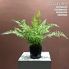 Planta Verde Simulação Planta Samambaia Parede de Fundo Janela Decoração de Casamento Planta em Vaso Criativa Sensação Grama Persa Folhas Grandes de Samambaia
