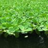 Paisajismo de Piscina Hibisco Acuático Purificación de Calidad del Agua Loto Acuático Hierba Hidropónica Acuario de Agua y Tierra Lentillas Planta Viva Flotante