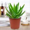 Aloe Vera em vaso para plantas de ar fresco em ambientes internos Sala de estar Mesa Suculentas à prova de radiação Flores e plantas verdes que são fáceis de cultivar em todas as estações