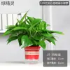 180 Rabanete Verde Rabanete Verde Hidropônico Interno Absorvedor de Formaldeído Planta Verde Planta Hidropônica Trepadeira Longa Orquídea Aranha Rabanete Verde Planta em Vaso Atacado