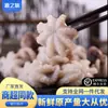 Pulpo congelado de tres limpiezas, no necesita limpieza, pulpo mini congelado fresco, productos acuáticos de mariscos, venta al por mayor comercial