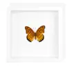 Espécime de Borboleta Real Pintura Decorativa de Madeira Decoração de Casa DIY Moldura de Foto Retrô Suporte de Exibição Presente de Aniversário Pintura Simples