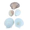 Concha Natural de Caracola Pintura Material Hecho a Mano al por Mayor Decorativa Mediterránea Vieira Concha Blanca por Jin