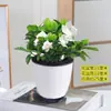Planta en Maceta Gardenia Planta Verde de Escritorio para Interiores Semilla de Flor Gardenia de Hoja Grande Gardenia de Tallo Único Planta Fácil de Cuidar
