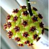 Orquídea Bola Planta Verde en Maceta con Brotes de Flores, Florales de Floración Cuatro Estaciones, Enredaderas Trepadoras de Interior, Hojas Verdes, Plantas de Orquídea Bola de Hoja de Corazón, Rollos de Orquídeas Colgantes