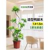 Planta en Maceta Grande de Interior de la Planta Perenne Schefflera Arborvitae para la Sala de Estar, Diseño de Pie