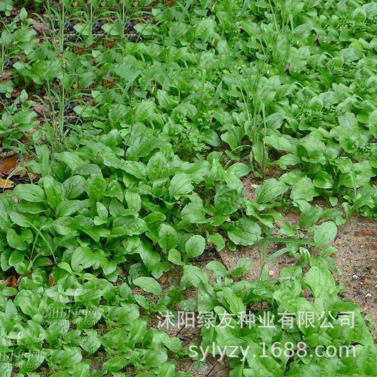 批发车前草种子 车前草 野生大叶草