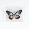 Adorno de mariposa real, alas de mariposa real, regalo de cumpleaños creativo para estudiantes, caja transparente