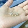 Pendientes de estrella de mar simples elegantes personalidad europea y americana microincrustados con circonita AAA pendientes estilo Qin Lan pendientes blancos y negros