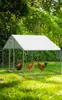 Gaiola de Frango, Galinheiro, Gaiola de Criação Doméstica, Gaiola de Pombo, Gaiola Grande Extra Grande para Frango Pavão, Construção Anti-Rato e Cobra para Exterior