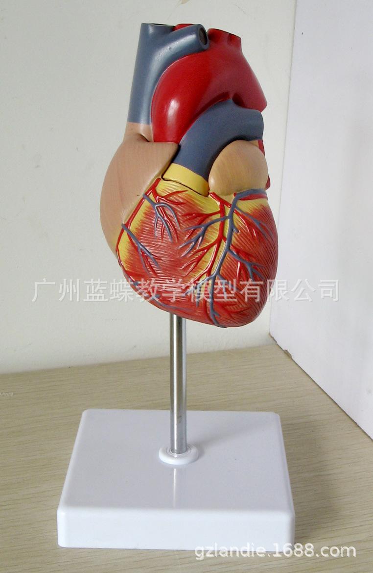 A400 心脏解剖模型-01