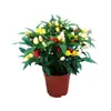 Mudas coloridas de pimenta com frutos, pimentas cereja frescas multicoloridas, pimentas voltadas para cima, flores de varanda e plantas verdes