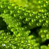 Uvas de Mar Listas para Comer Algas Saladas Infantiles Plato Frío Fresco Uvas de Mar Verduras del Océano Caviar Verde Algas Marinas