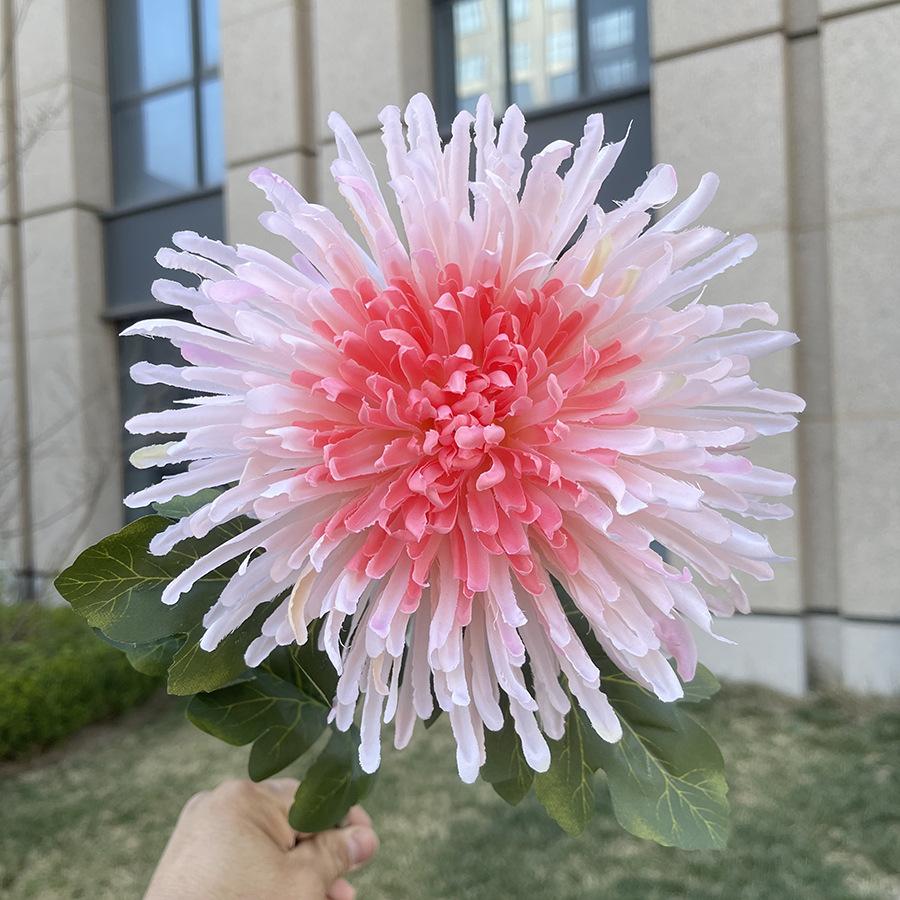 单支龙爪菊-wxysjx-浅粉.JPG