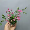 Rosa Japonesa com Botões Planta Verde Envasada para Floração o Ano Todo em Peitoril de Janela ou Varanda