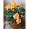 Planta de Rosas para Balcón con Semillas de Rosa, Rosas en Maceta de Fragancia Fuerte Todo el Año, Plantas de Flores Extra Grandes para Balcón y Patio