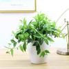 Orquídea Colgante de Jade Diamante con Tallo Largo en Maceta, Planta de Interior para Colgar y Embellecer el Aire, Perenne y Fácil de Mantener, Planta con Flor y Planta Verde