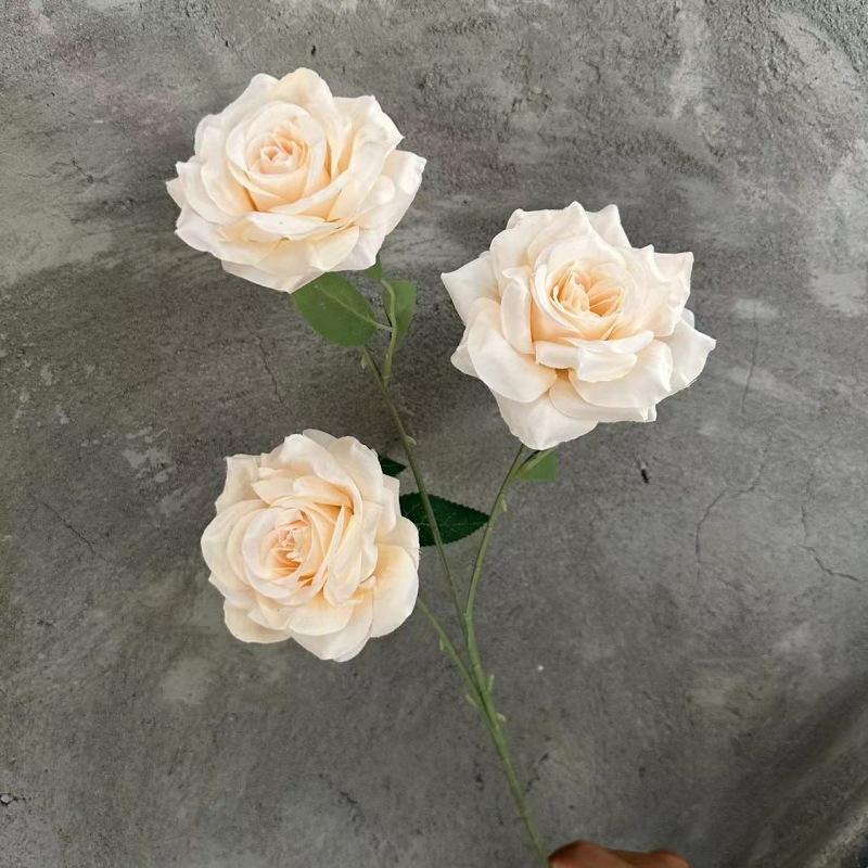 3头钻石玫洋 香槟色