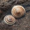 Caracol de Rueda Concha Marina Natural Decoración Acuario Paisajismo Flores Material DIY Hecho a Mano Sombrero de Paja Espécimen