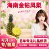 Abacaxi Diamante Dourado de Hainan Selecionado Cuidadosamente Atacado Dropshipping Fruta Pequena Média Grande/Caixa de Presente/Caixa Colorida/1 Fruta Fresca