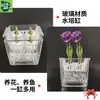 Vaso de Vidrio para Tulipán Hidropónico Maceta para Flor de Bulbo Cultivada en Agua Lirio con Cesta de Plantación Maceta Cuadrada Transparente