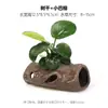 Aquário Musgo Terrário Planta Aquática Paisagismo Planta Real Tanque de Esconderijo para Peixes e Camarões Casa de Camarão Pequeno Ornamento Casa de Esconderijo para Criação de Peixes Pequenos