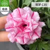 Planta en Maceta Rosa del Desierto con Doble Pétalo, Planta Verde Resistente a la Sequía, Fácil de Cuidar en Interiores o en el Balcón, Planta Suculenta Fácil de Mantener en Verano