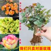 Mudas Autênticas de Rosa Floridas, Flores de Rosa Fortemente Perfumadas, Varanda Pátio, Mudas Grandes de Tocos Velhos Resistentes ao Frio, Vasos com Raízes