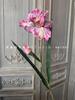 2 cabeça Iris Alice EVA sentir flor artificial estilo natural bela decoração Chen cor dos sonhos arranjo de flores de casamento