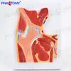 Ressonância Magnética Humana Quadril Esqueleto Músculo Seção Estrutura Modelo Anatômico Médico Ortopédico Dor Ciência Ensino Espécime