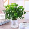 Planta Potted Happy Tree, Árbol de la Paz, Tesoro Verde, Árbol del Dinero, Planta Verde, Sala de Estar, Oficina, Interior y Exterior, Planta Perenne, Fácil de Mantener en Todas las Estaciones